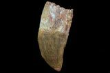 Bargain, Carcharodontosaurus Tooth - Real Dino Tooth #71186-1